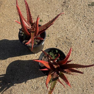 May include: Two potted aloe plants with vibrant red leaves and spiky edges. The plants are in black plastic pots, set against a textured, light brown surface. The leaves have a reddish-brown hue, with green accents.