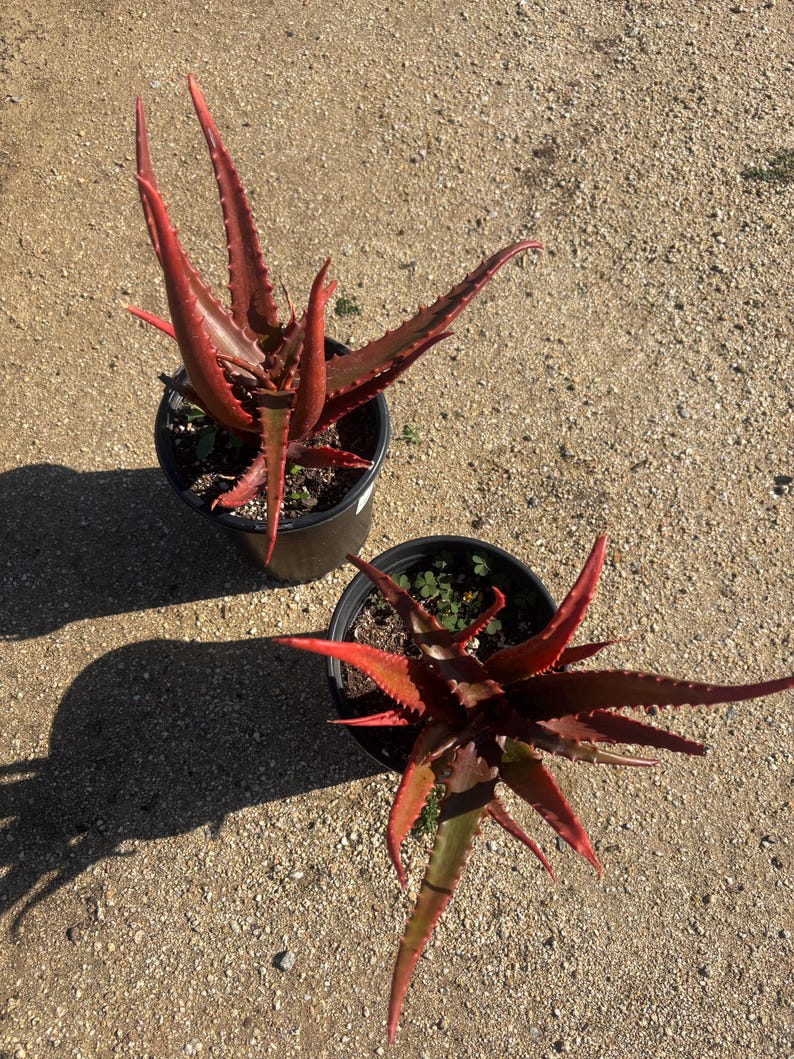 May include: Two potted aloe plants with vibrant red leaves and spiky edges. The plants are in black plastic pots, set against a textured, light brown surface. The leaves have a reddish-brown hue, with green accents.