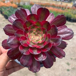 Colorful Succulent Variegated Aeonium Mardi Gras Succulent