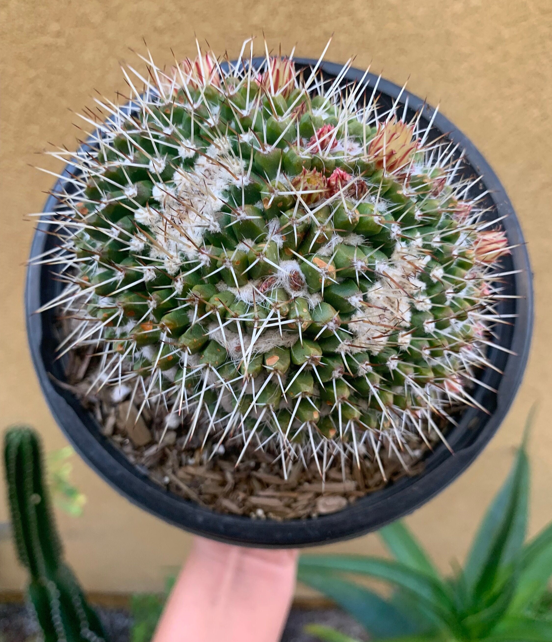 Mammillaria Nejapensis - Silver Arrow Cactus - Etsy