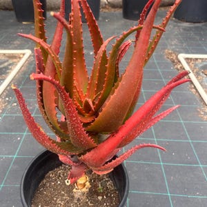 May include: A vibrant red aloe plant with spiky, serrated leaves. The succulent is potted in a black plastic container, showcasing its striking color and texture. The plant's leaves have a reddish-brown hue, with green undertones.