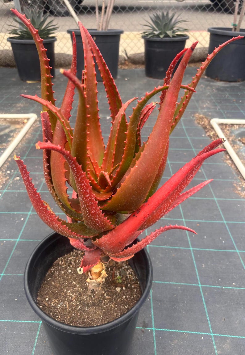 May include: A vibrant red aloe plant with spiky, serrated leaves. The succulent is potted in a black plastic container, showcasing its striking color and texture. The plant's leaves have a reddish-brown hue, with green undertones.