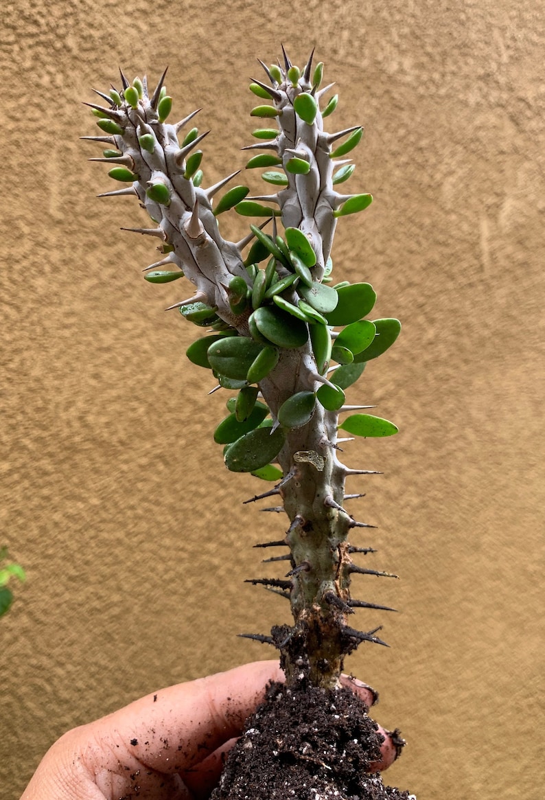 Alluaudia Procera Madagascar Ocotillo Succulent image 4