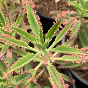 Kalanchoe Pink Butterfly Succulent