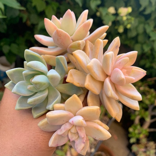 Pastel Colored Succulent Cuttings Plant Clippings