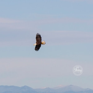 Águila calva sobrevolando las montañas ~ Impresión fotográfica de naturaleza ~ Decoración artística ~ Colorado
