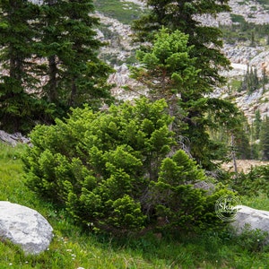 Bushes, Trees, and Rocks On The Hillside by The Lake ~ Nature Photography Print ~ Fine Art Decor ~ Wyoming