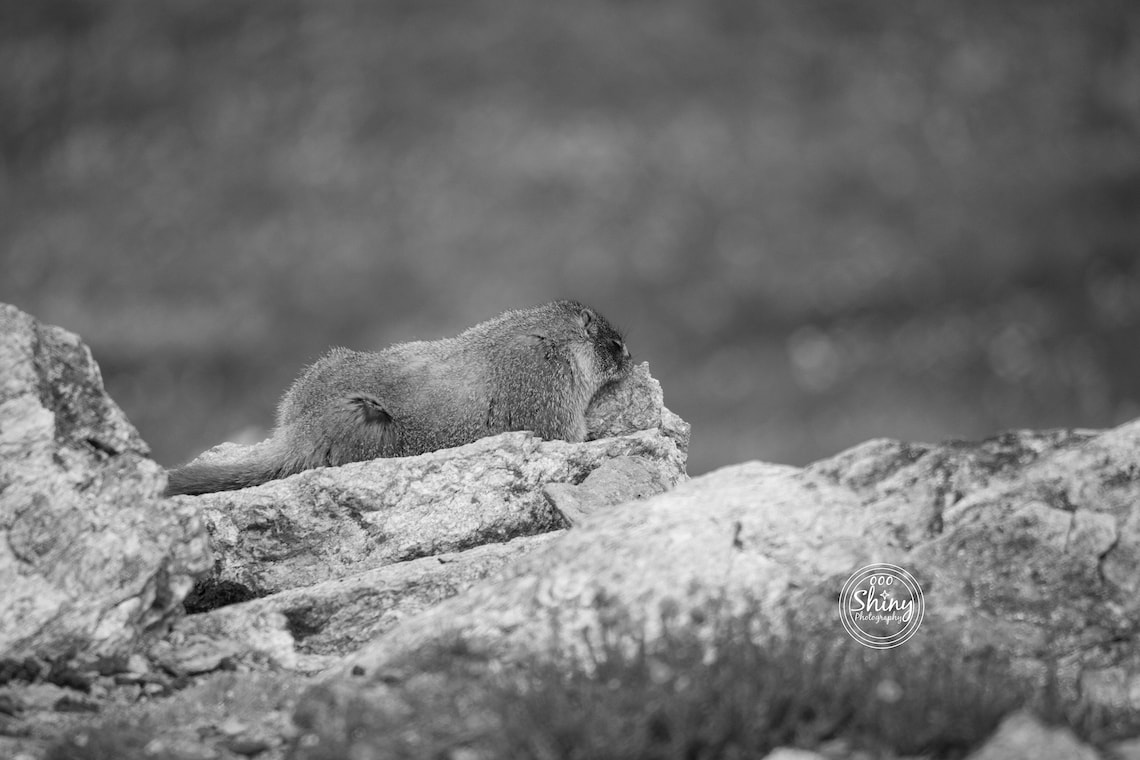 Marmot Sleeping on a Rock Nature Photogrpahy Print Fine Art Decor