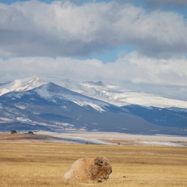 White Bison Lying In Front of The Mountains ~ Panoramic ~ Nature Photography Print ~ Fine Art Decor ~ Colorado