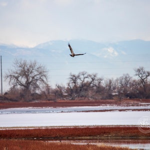 Giovane aquila calva che vola sopra il lago Barr ~ Stampa di fotografia naturalistica ~ Decorazione artistica ~ Colorado