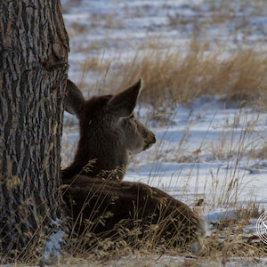 Deer Surveying The Snowy Ground ~ Nature Photography Print ~ Fine Art Decor ~ Colorado