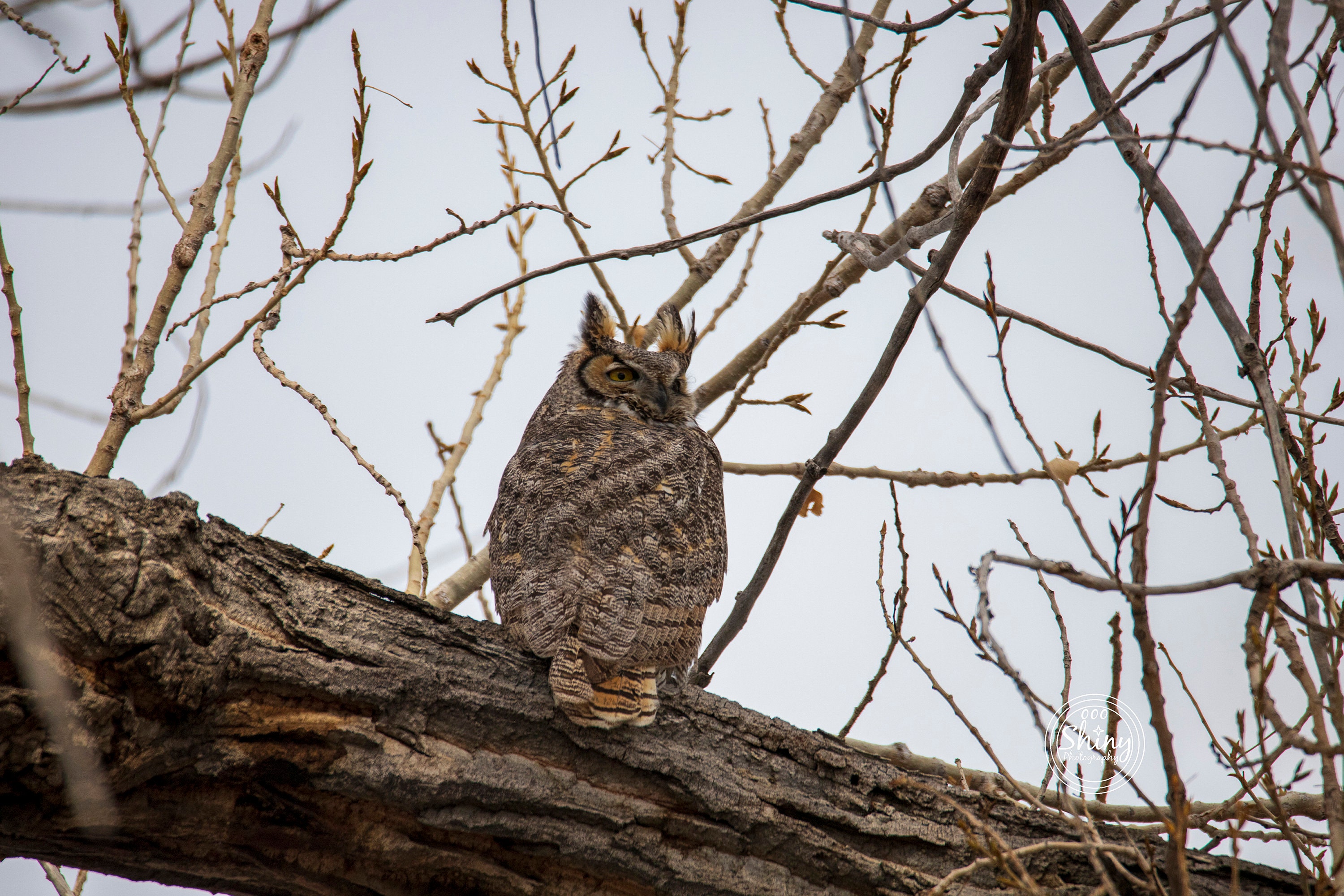 Great Horned Owl ~ Nature Photography Print ~ Fine Art Decor ~ Colorado