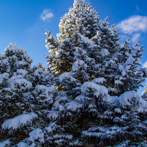 Spruces Covered in Snow ~ Nature Photography Print ~ Fine Art Decor ~ Colorado