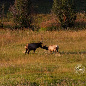 Elk Kiss ~ Nature Photography Print ~ Fine Art Decor ~ Colorado