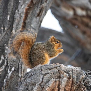 Squirrel Munching Up in a Tree ~ Nature Photography Print ~ Fine Art Decor ~ Colorado