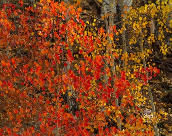 Autumn Colors of Aspen Leaves ~ Nature Photography Print ~ Fine Art Decor ~ Colorado