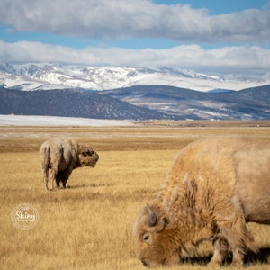 White Bison in Front of The Mountains ~ Nature Photography Print ~ Fine Art Decor ~ Colorado