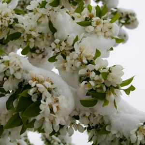 Apple Blossoms Covered in Snow ~ Nature Photography Print ~ Fine Art Decor ~ Colorado