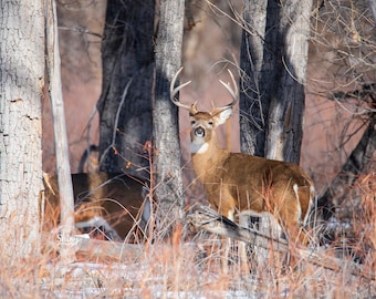 May include: A white-tailed buck with large antlers stands in a forest, looking directly at the camera. The deer is surrounded by trees and brush, and the background is a blur of brown and green.