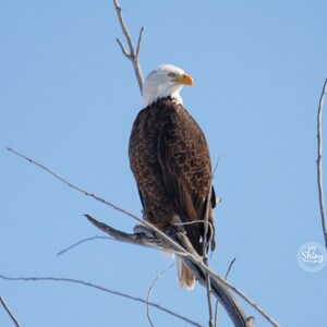 Aquila calva appollaiata su un albero ~ Stampa fotografica naturalistica ~ Decorazione artistica ~ Colorado