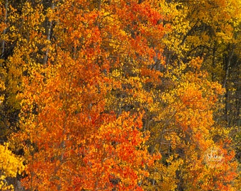 Fiery Colors of Fall in Colorado ~ Nature Photography Print ~ Fine Art Decor ~ Colorado