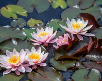 Water Lilies and Lily Pads ~ Nature Photography Print ~ Fine Art Decor ~ Colorado