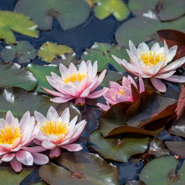 Water Lilies and Lily Pads ~ Nature Photography Print ~ Fine Art Decor ~ Colorado