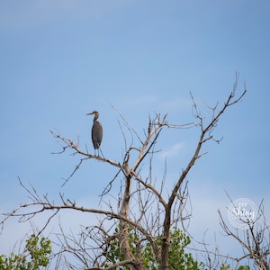 Great Blue Heron in a Tree ~ Nature Photography Print ~ Fine Art Decor ~ Colorado