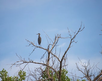 Great Blue Heron in a Tree ~ Nature Photography Print ~ Fine Art Decor ~ Colorado