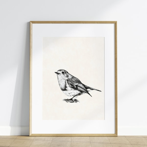 Vintage Robin Drawing Print, Black and White Bird Sketch, Simple Bird Wall Art, Printable Art