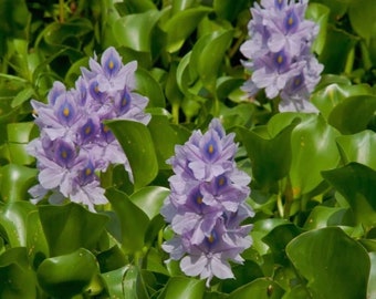 Water hyacinth lot of 1