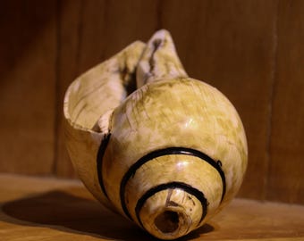 独自の吹奏音作りシャンカ シャンク ホラ貝 真鍮スタンド付き - Etsy 日本