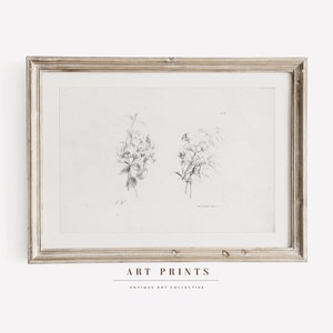 Vintage Botanical Sketch Art Print | Antique Roses Floreal Drawing Prints | Flower Sketch Art PRINTABLE | Vintage Wall Art | 277