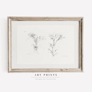 Vintage Botanical Sketch Art Print | Antique Roses Floreal Drawing Prints | Flower Sketch Art PRINTABLE | Vintage Wall Art | 276