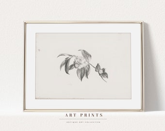 Vintage Botanical Sketch Print | Antique Roses Flower Drawing Prints | Flower Sketch Art PRINTABLE | Vintage Wall Art | 269