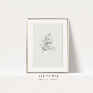 Vintage Botanical Sketch Print | Antique Roses Flower Drawing Prints | Flower Sketch Art PRINTABLE | Vintage Wall Art | 273