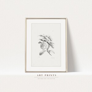 Vintage Botanical Sketch Print | Antique Roses Flower Drawing Prints | Flower Sketch Art PRINTABLE | Vintage Wall Art | 266