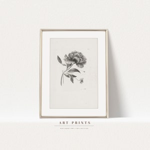 Vintage Botanical Sketch Print | Antique Roses Flower Drawing Prints | Flower Sketch Art PRINTABLE | Vintage Wall Art | 261