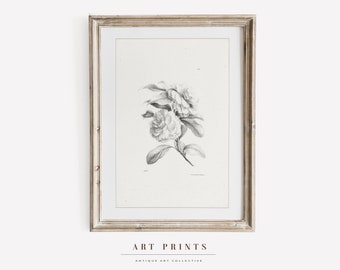 Vintage Roses Botanical Sketch  | Antique Flower Drawing Prints | Floreral Sketch Art PRINTABLE | Vintage Wall Art | 266