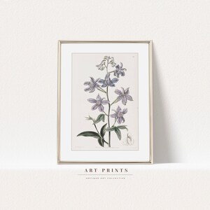 Vintage Botanical Drawing Print | Pink Antique Flower Prints | Flower Sketch Art PRINTABLE | Vintage Botanical Wall Art | 372