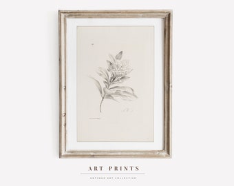 Vintage Botanical Sketch Art Print | Antique Roses Flower Drawing Prints | Floreal Sketch Art PRINTABLE | Vintage Wall Art | 273