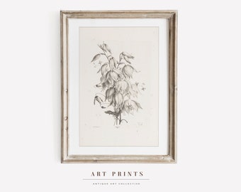 Vintage Botanical Sketch Print | Antique Roses Flower Drawing Prints | Flower Sketch Art PRINTABLE | Vintage Wall Art | 260
