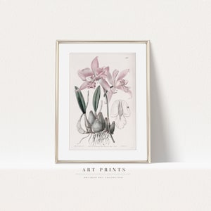 Vintage Botanical Drawing | Pink Antique Flower Prints | Flower Sketch Art PRINTABLE | Vintage Botanical Wall Art | 353
