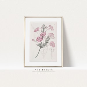Vintage Botanical Drawing Print | Pink Antique Flower Prints | Flower Sketch Art PRINTABLE | Vintage Botanical Wall Art | 358