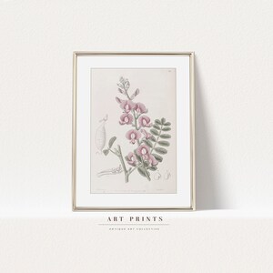 Vintage Botanical Drawing | Pink Antique Flower Prints | Flower Sketch Art PRINTABLE | Vintage Botanical Wall Art | 362