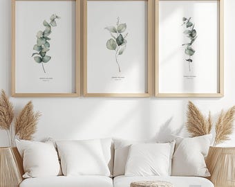 Set of 3 Eucalyptus and Sage Minimalist Watercolor Wall Art Prints| Living Room Greenery Home Decor|Printable Herbs Botanical Poster Set|35