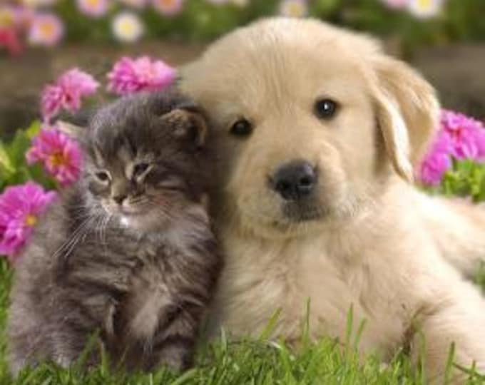 Paint By Numbers | Cat and Dog