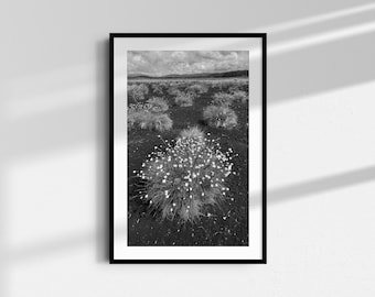 Stampa giclée in bianco e nero di un paesaggio: Erba codone (Lepre's Tail) Fine Art