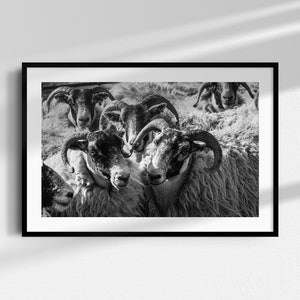 May include: A black and white photograph of a group of sheep with their heads together. The sheep are all looking at the camera. The sheep are in a field.