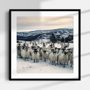 May include: A flock of sheep stand in a snowy field with a mountain range in the background. The sheep are facing the camera and have black faces and white bodies.